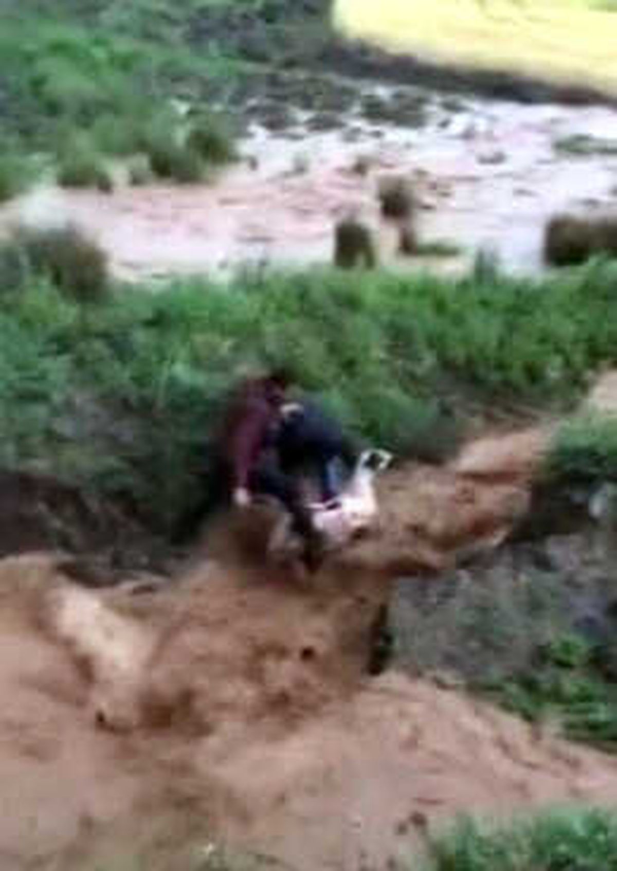 Sele Kapılan Koyunun Kurtarılma Anı Kamerada