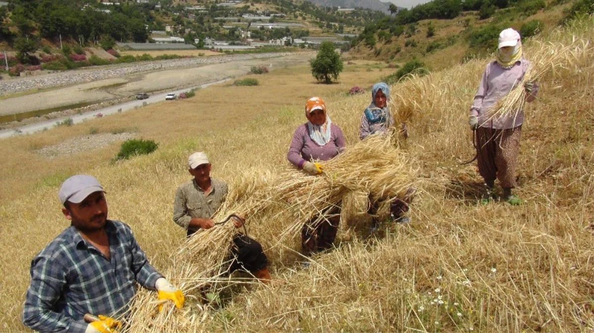 Antalya\'da Yılın İlk Buğday Hasadı Başladı