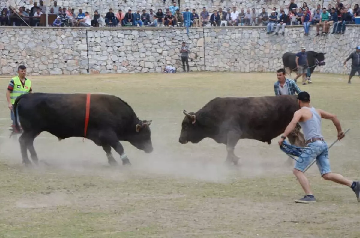 Boğalar Milas Arena\'da Güreşti