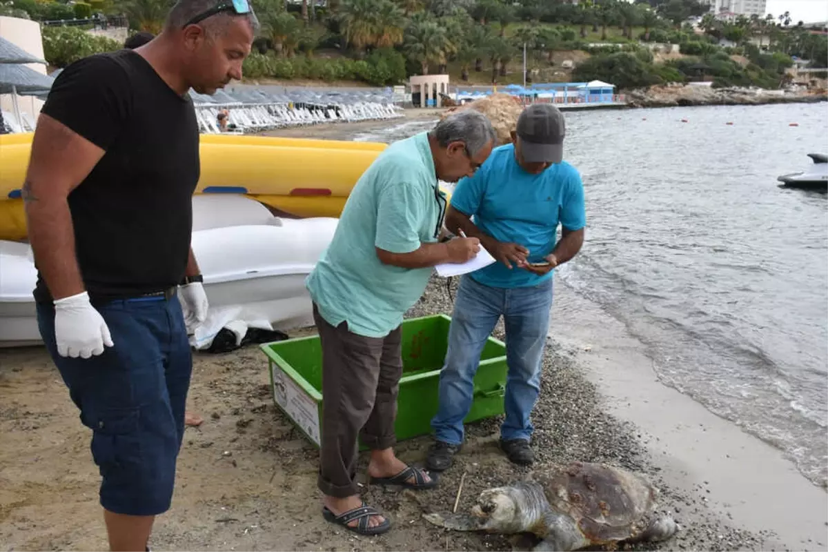 Dalgıçlar Kuşadası\'nda Ölü Caretta Caretta Buldu