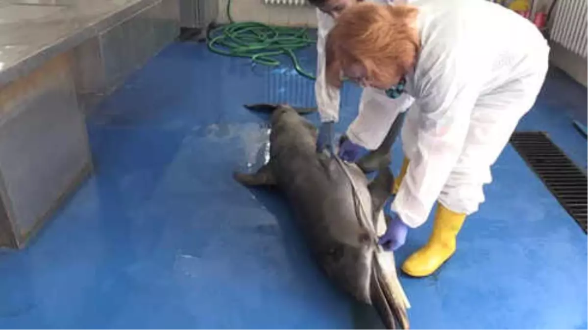 İzmir\'de Ölü Yunus Bulundu