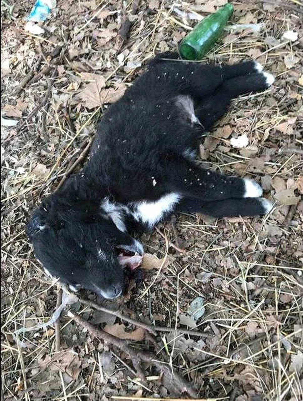 Manisa\'da 3 Yavru Köpek Vahşice Öldürüldü