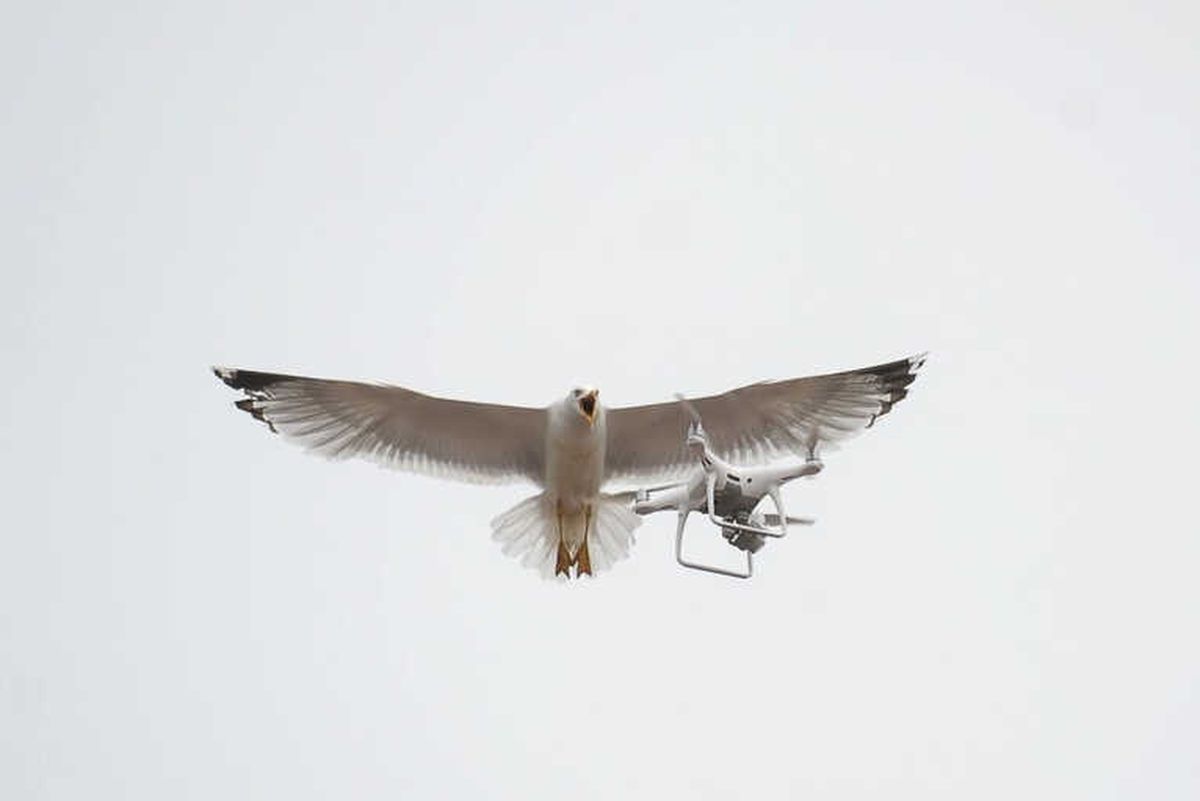Martıların Drone ile İmtihanı