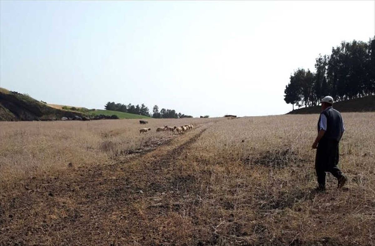 Yamaçta Mahsur Kalan Koyunlar Kurtarıldı