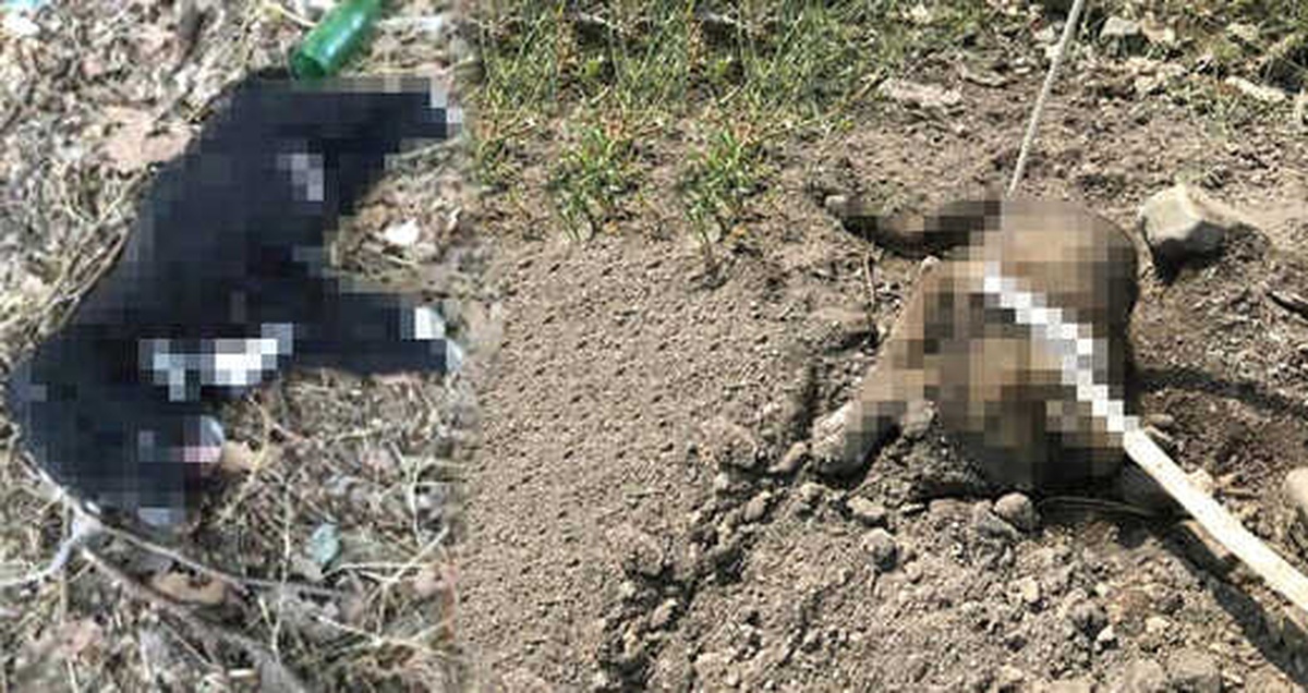 Caniler, 3 Yavru Köpeği Telle Boğup, Başlarını Taşla Ezdi