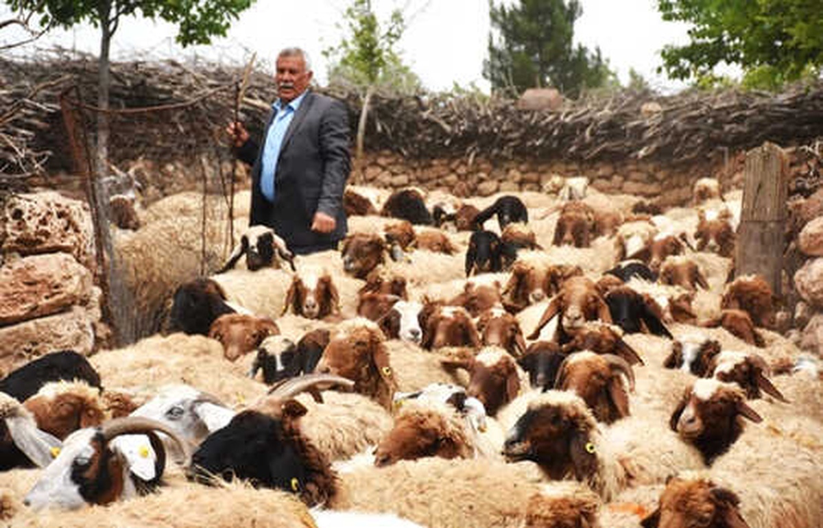 300 Koyun Projesi\' Besiciye Can Suyu Oldu