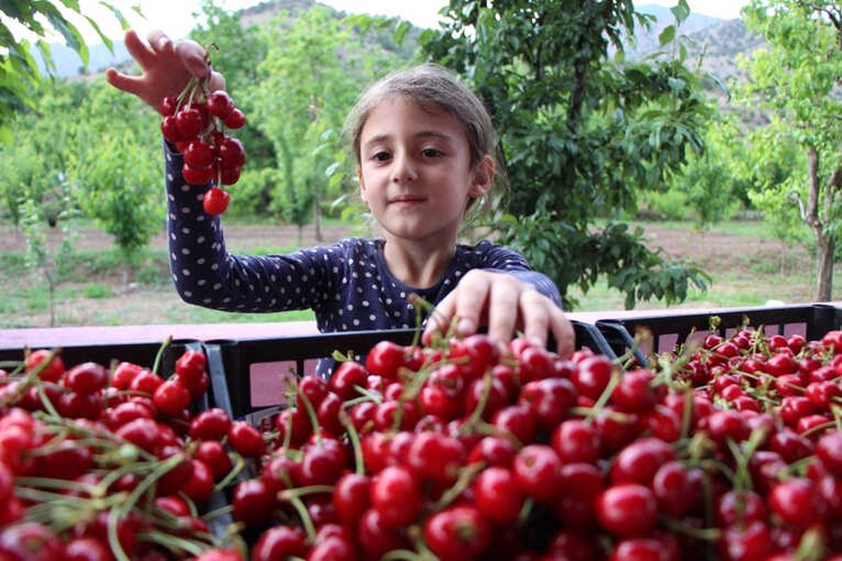 Amasya\'da Kirazlar 20 Gün Erkenden Oldu