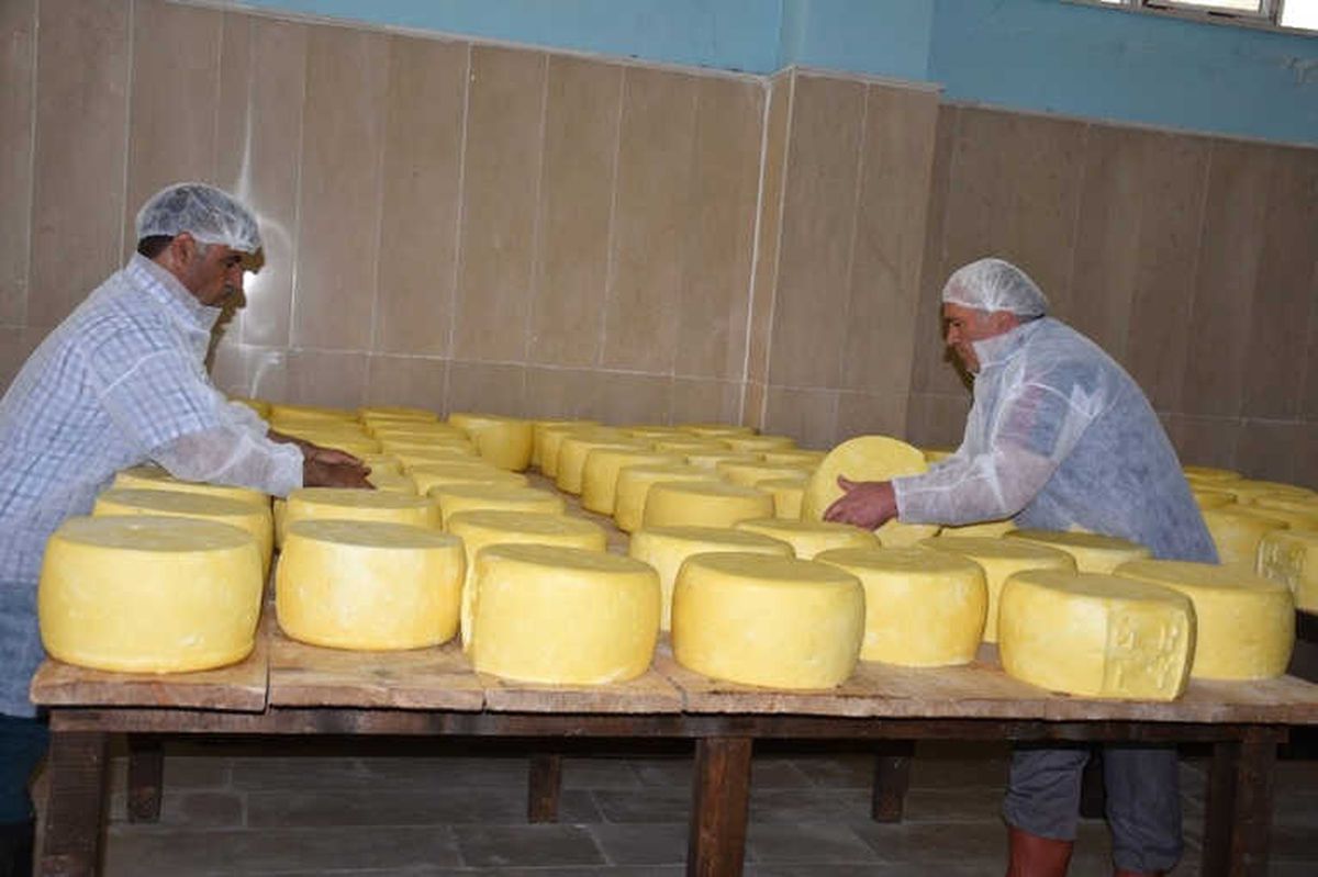 Devlet Desteğiyle Kurulan Tesiste Günde 8 Ton Süt İşleniyor