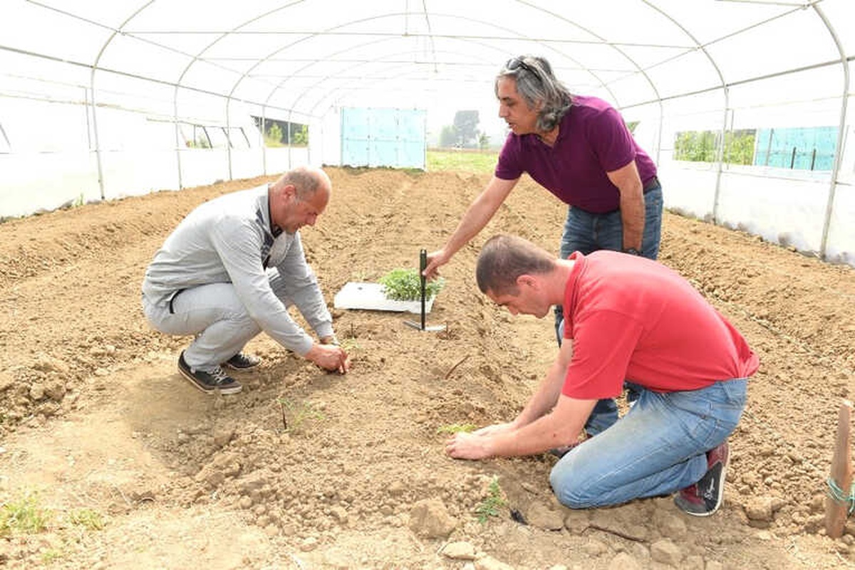 Dezavantajlı Gruplara Çalışma Fırsatı