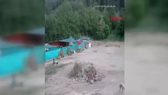 Edirne ’Can Evi’nde Vahşet Yavru Köpekleri Öldürüp, Kulübelere Zarar