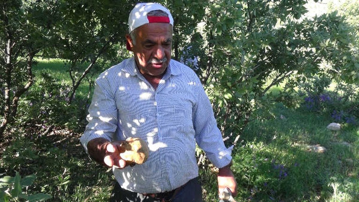 Gercüş\'te Doğal Mantar Bolluğu