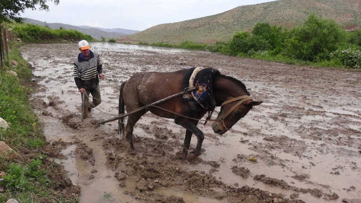 Gercüş\'te Pirinç Üreticilerin Zorlu Mücadelesi Başladı