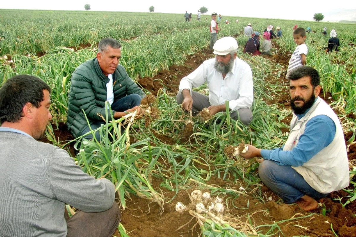 Sarımsak Hasadında 15 Bin Tarım İşçisine İş İmkanı