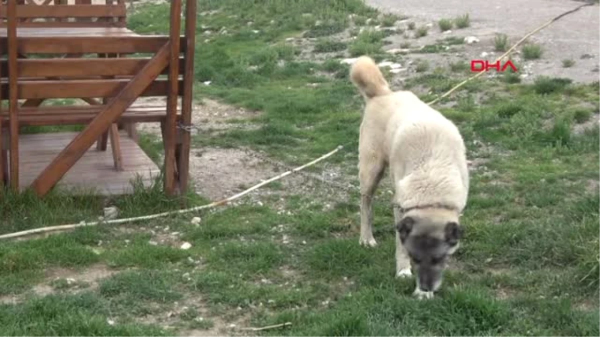 Sivas Kangal Köpekleri Sürüye Zarar Vermez