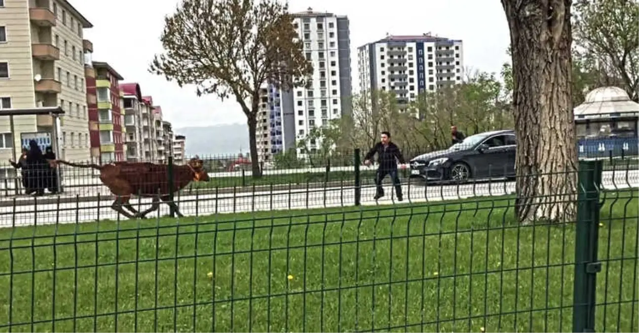 Kaçan Dana Sahibini Peşinden 10 Kilometre Koşturdu