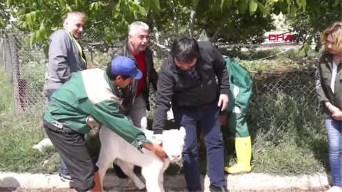 Konya Hacıince: Et Fiyatında İstikrar İçin Yerli Üretime Destek Zorunludur-Hd