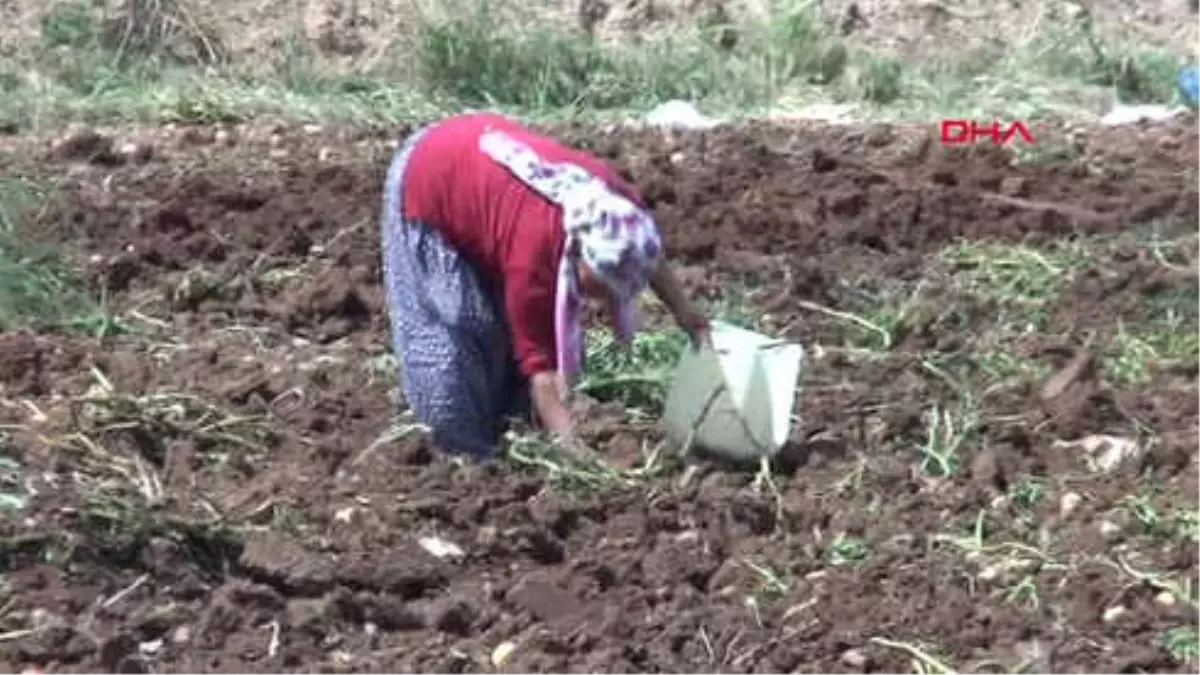 Adana-- Bir Avuç Patates İçin