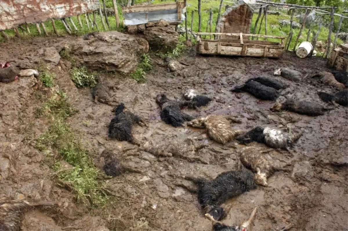 Ahıra Giren Kurt ve Köpekler, Küçükbaş Hayvanları Telef Etti