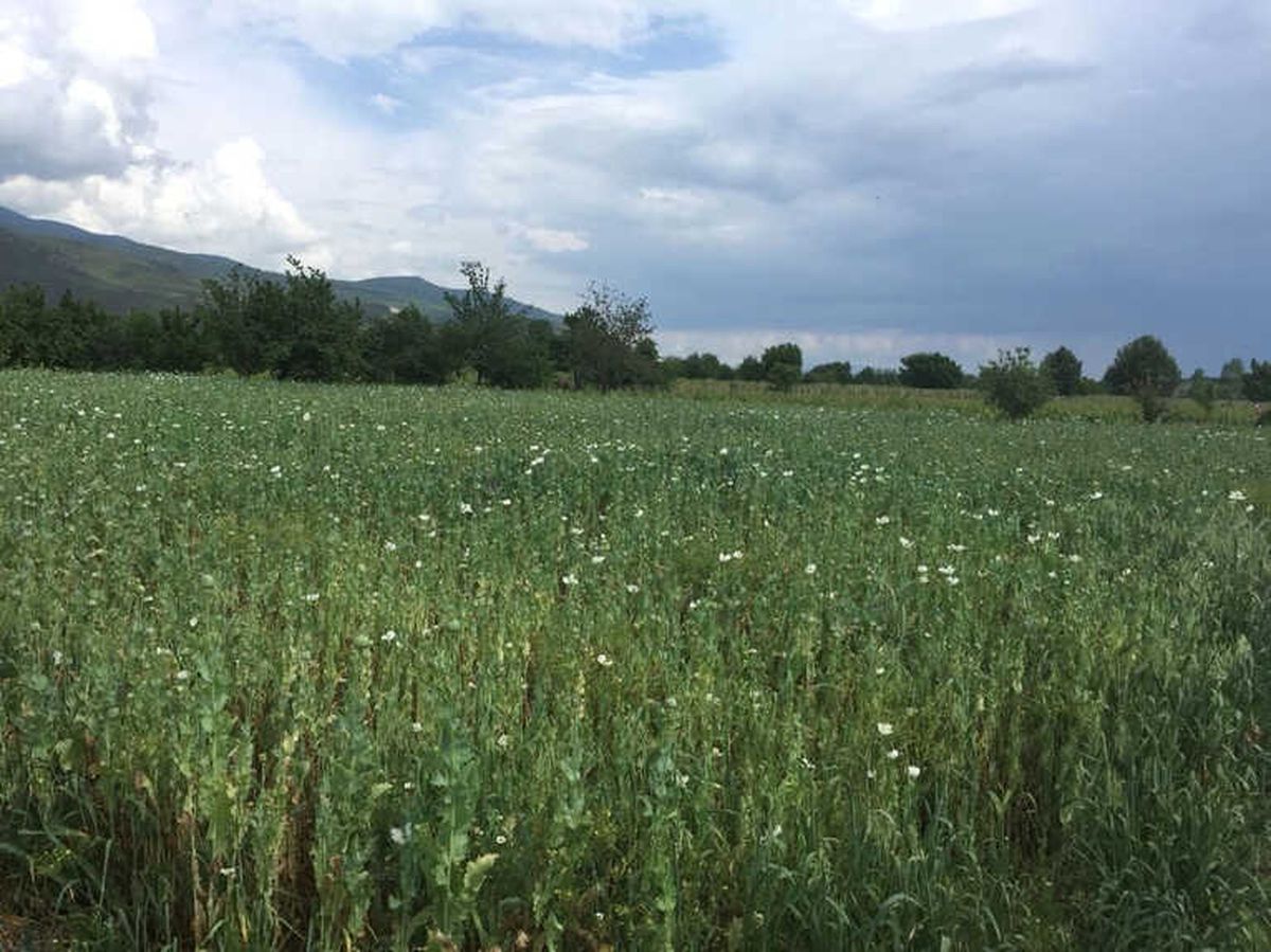 Tokat\'ta Jandarmadan Haşhaş Operasyonu