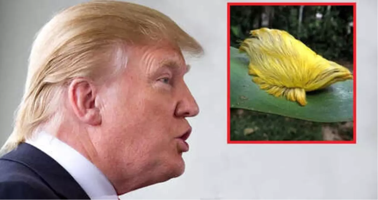 Trump\'a Benzeyen Sarı Tırtıl Görenleri Şaşkına Çevirdi