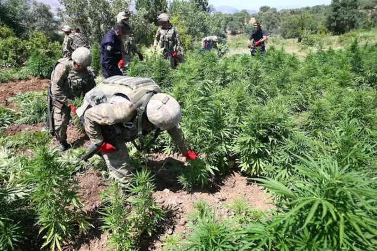 Zehir Tacirleri Ölüleri de Rahat Bırakmadı