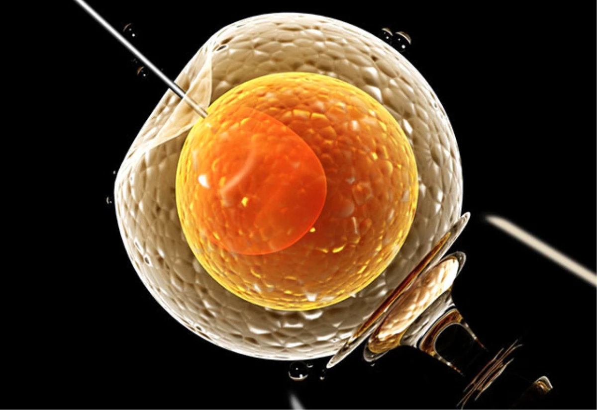 Tüp Bebek (Embriyoloji) Laboratuvarında Hangi İşlemler Uygulanıyor?