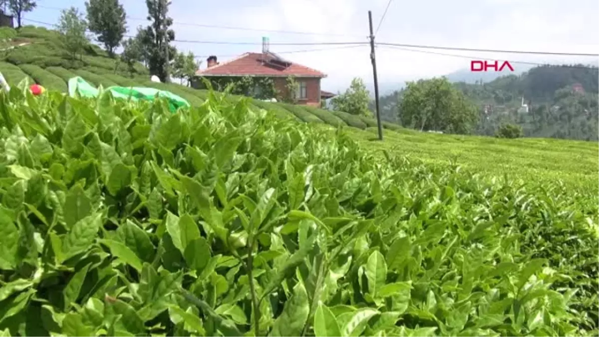 Rize-Çaykur Genel Müdür Vekili Alim Üreticilerimiz Taban Fiyat Altında Çay Satmasın-Hd