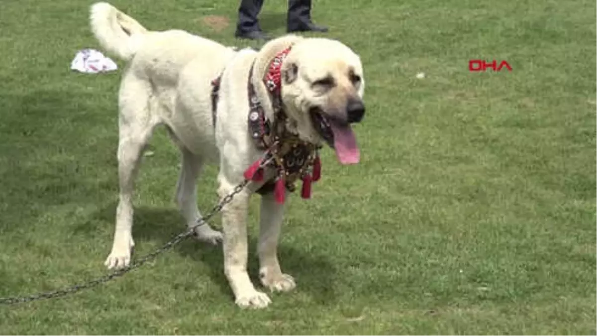 Konya-Çoban Köpekleri, Türkiye Şampiyonası İçin Yarıştı-Hd