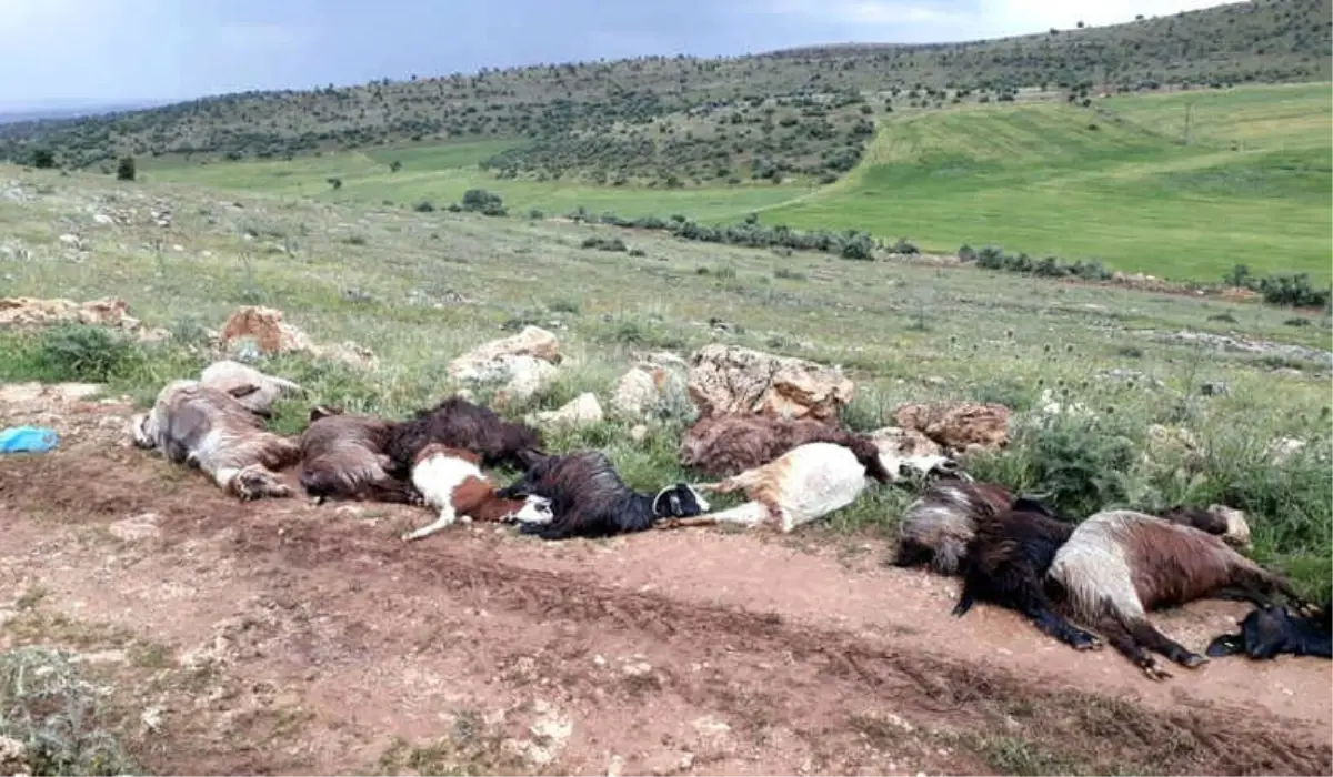 Mardin\'de Yıldırım Çarpan Çoban Ağır Yaralandı