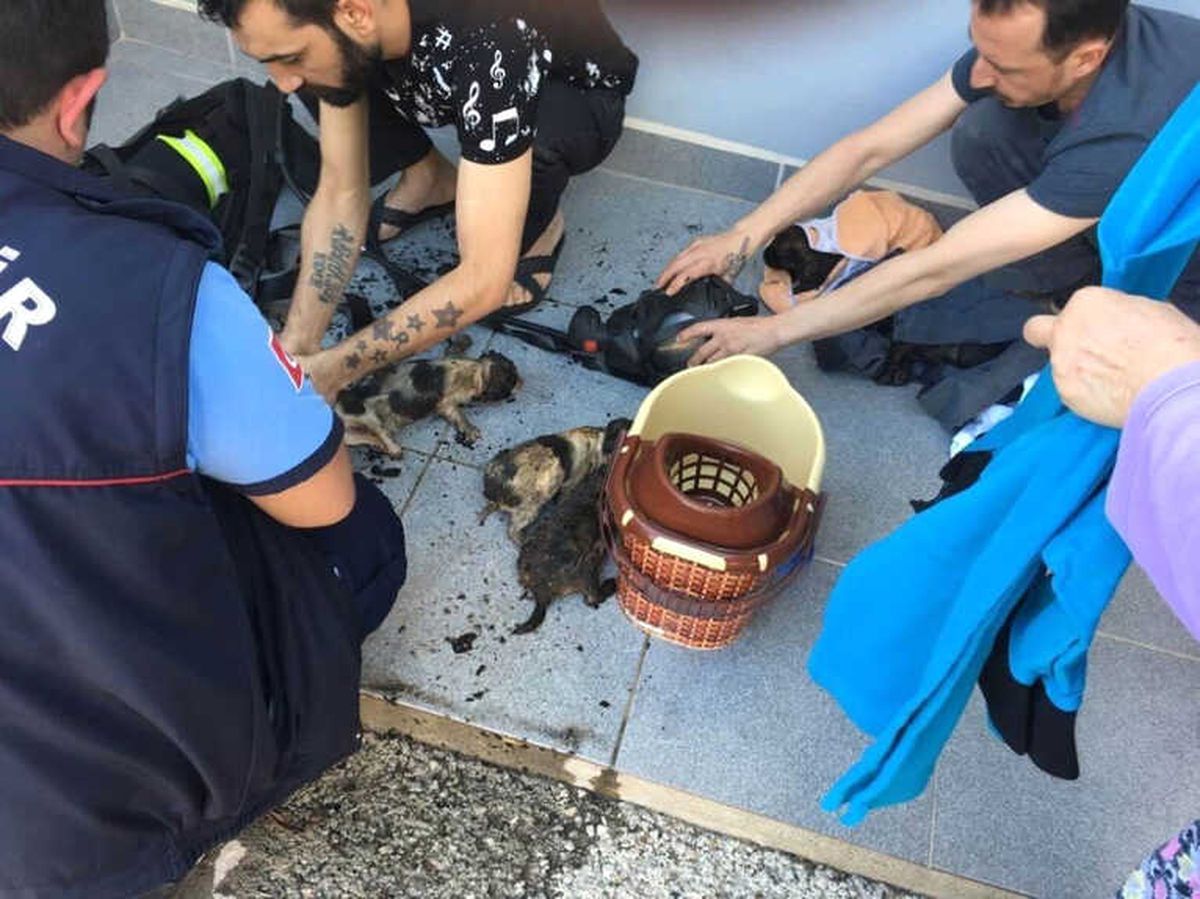 Yavru Köpekleri Yanmaktan İtfaiye Ekipleri Kurtardı