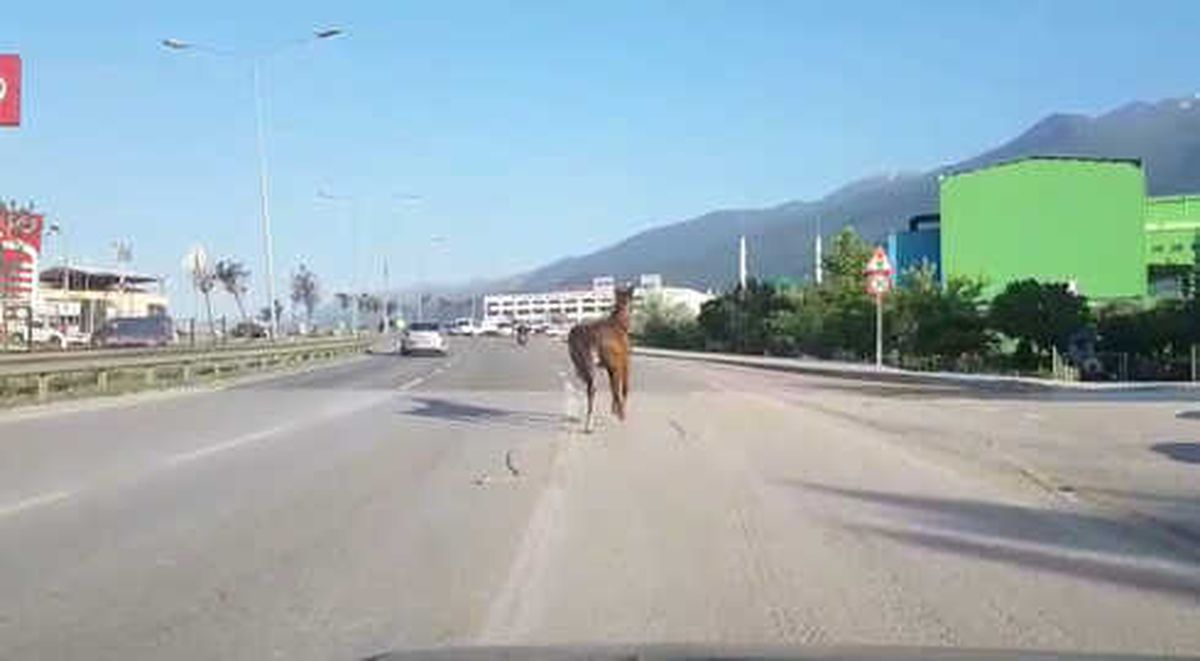 İpini Koparan Başıboş At Trafiği Tehlikeye Soktu