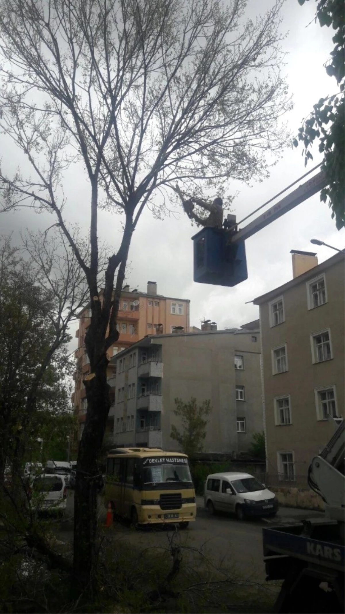 Kars Belediyesi Ağaçları Buduyor