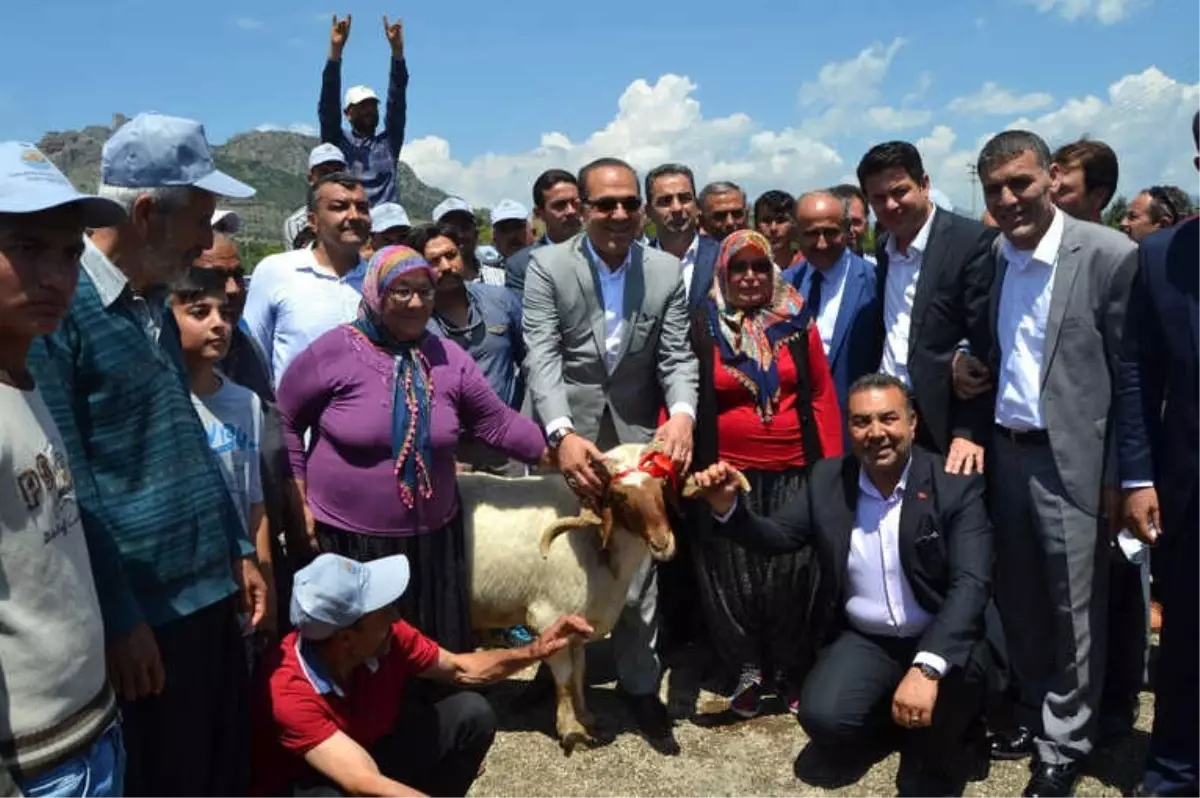 Kozan\'da Küçükbaş Hayvan Yetiştiricilerine Damızlık Koç Dağıtıldı