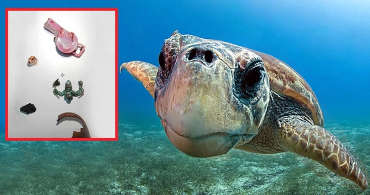 Ölen Kaplumbağaya Otopsi Yaptılar, Midesinden Plastik Oyuncaklar Çıktı