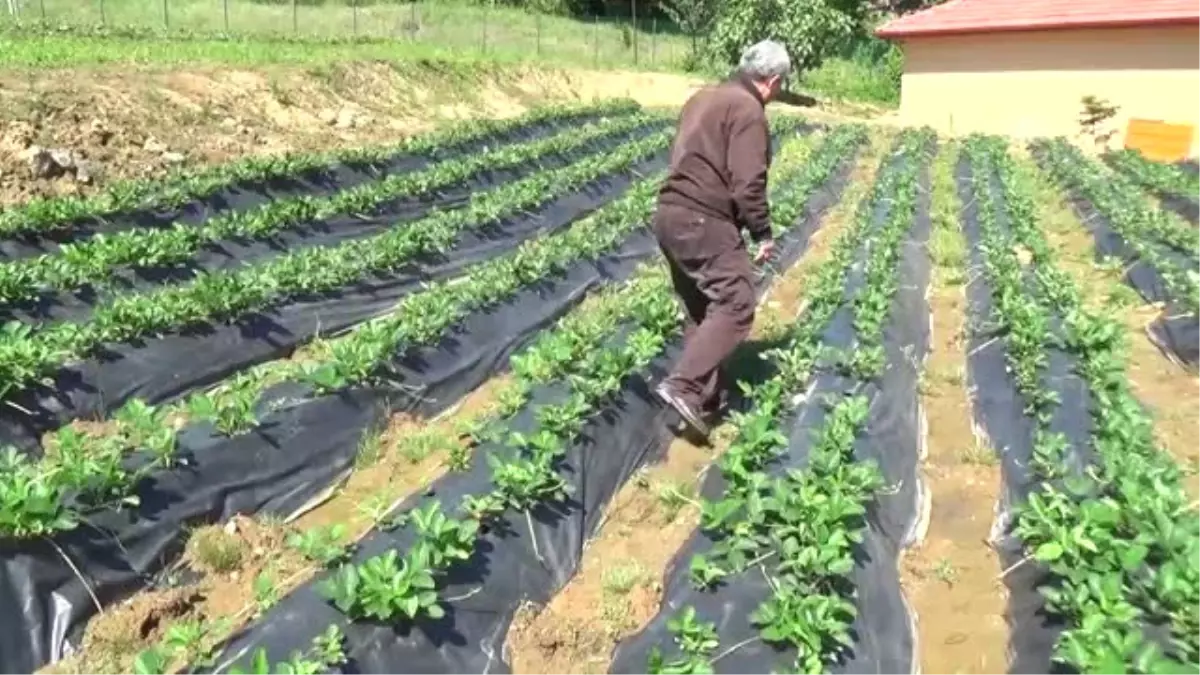 Pazara İnmeden Alıcı Bulan Osmanlı Çileği İlk Ürünlerini Verdi