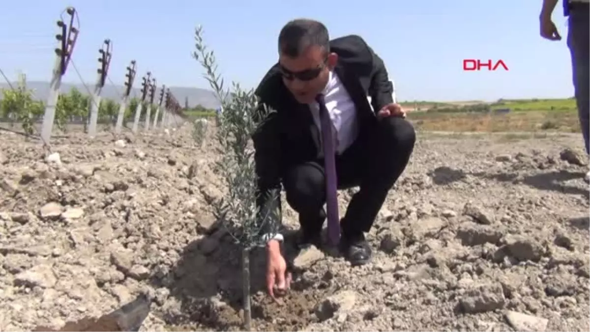 Manisa Afrin Şehitleri Anısına Zeytin Fidanı Diktiler