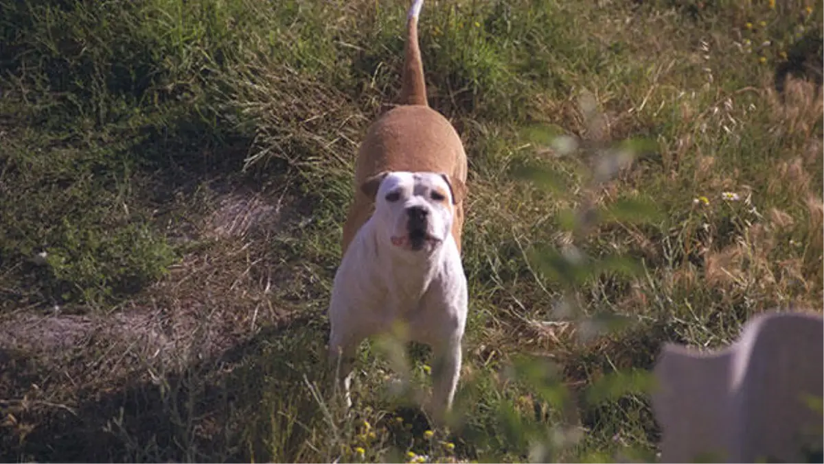 Suriyeli Aileye Köpekli Saldırı