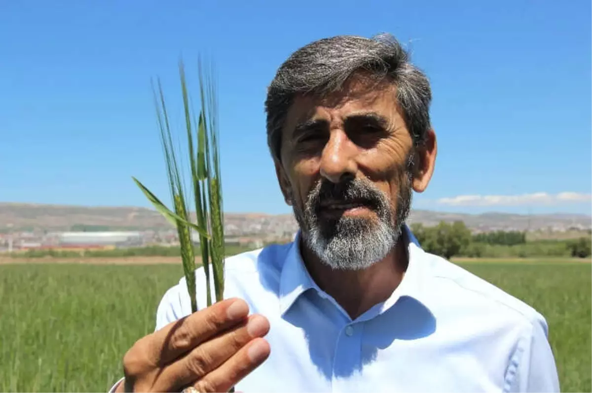 Yağmurlar Üreticinin Yüzünü Güldürdü