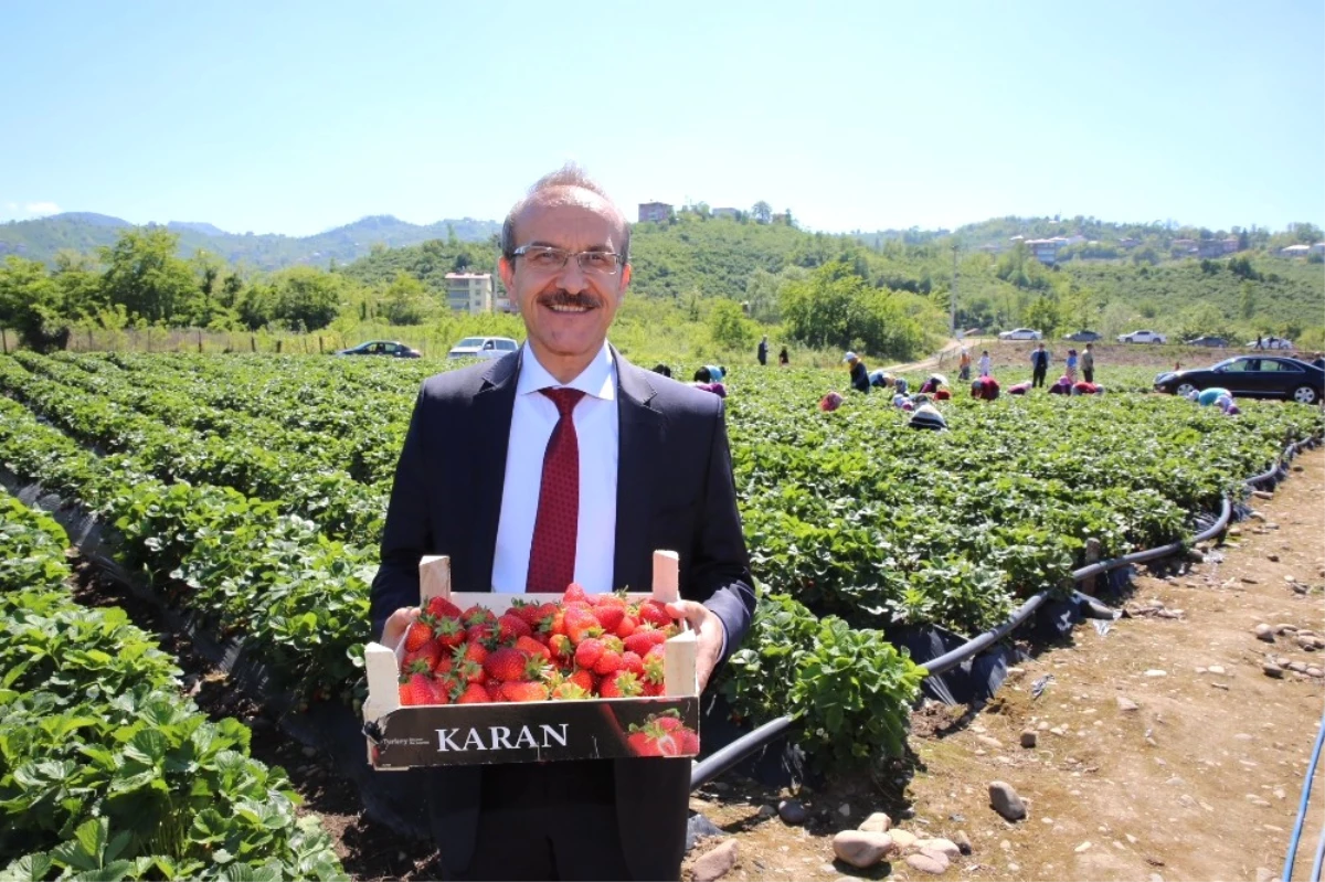 Ordu\'da Bin Ton Çilek Rekoltesi Bekleniyor