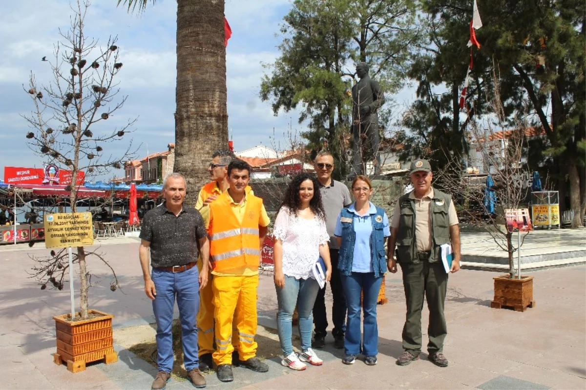 Orman Yangınında Yanan Ağaçları Meydanda Sergilediler