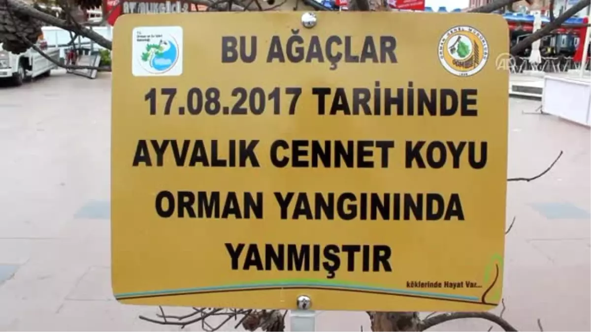 Şeytan Sofrası\'nda Yanan Ağaçları İlçe Meydanında Sergilediler