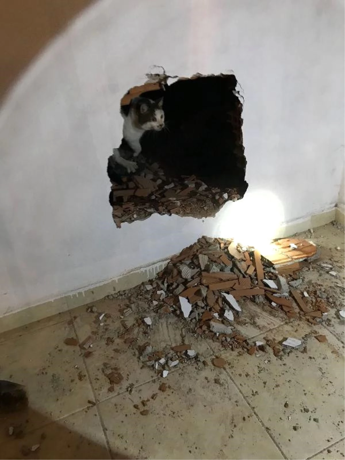 Asansör Boşluğuna Düşen Kedi, Duvar Kırılarak Kurtarıldı