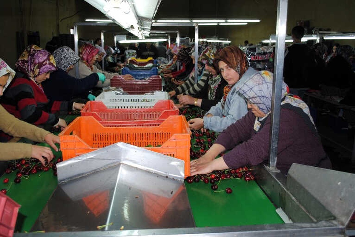 Eğirdir\'den Dünyaya Kiraz İhracaatı