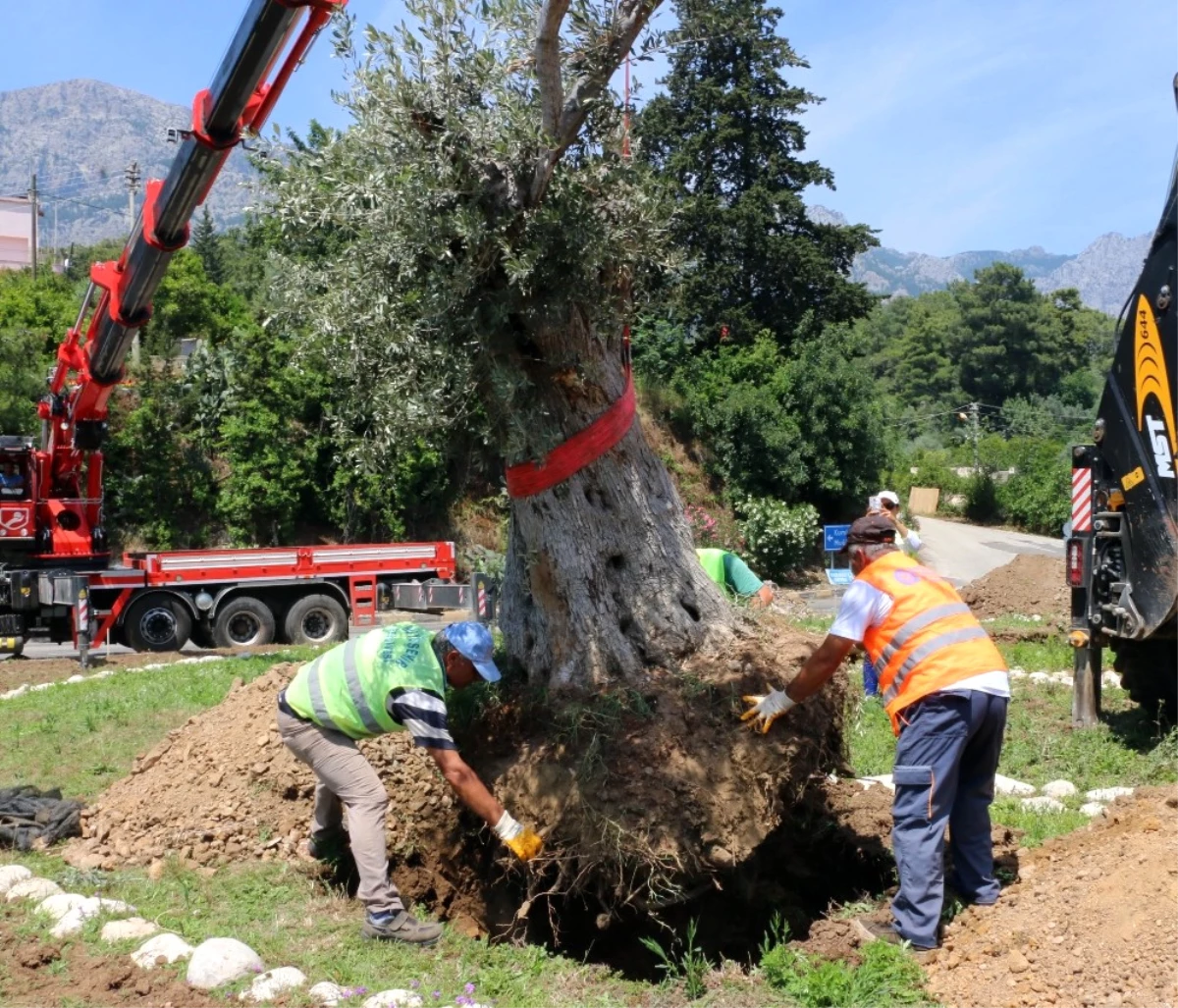 Kemer\'e Asırlık Zeytin Ağaçları