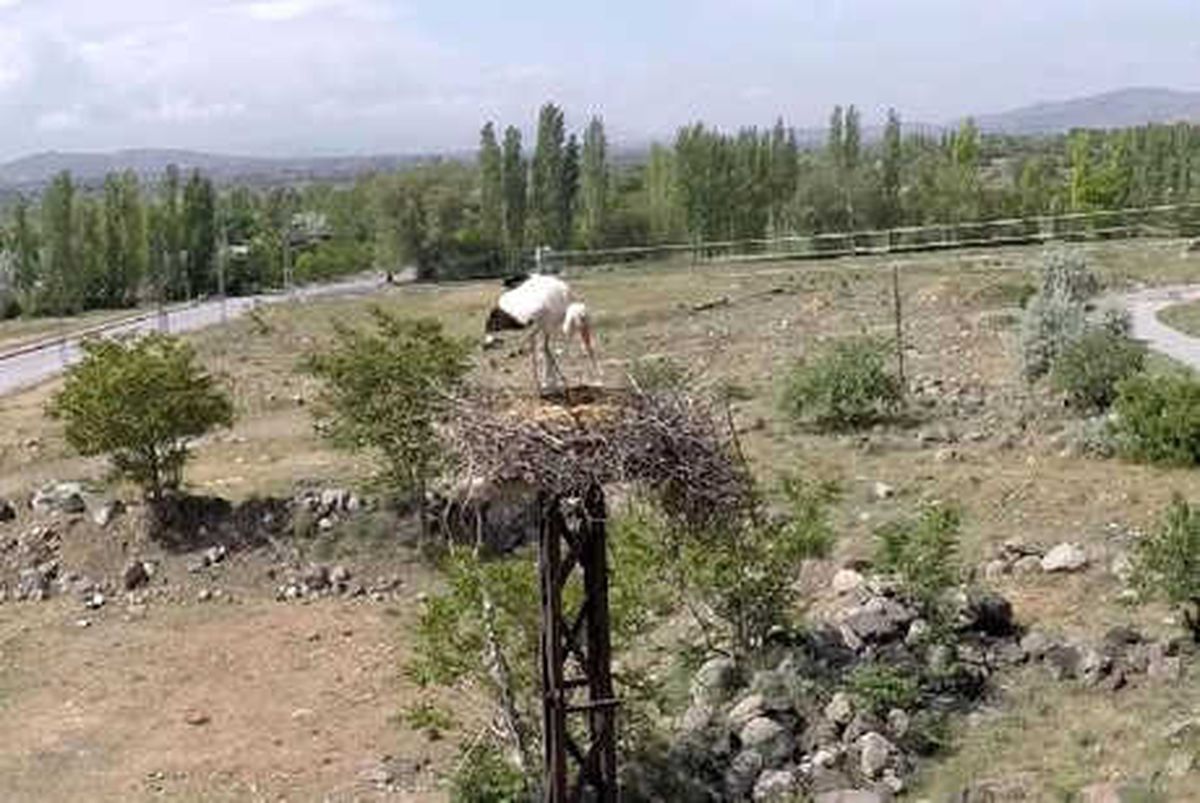 Leylekler, Mahalleye 3 Yıl Sonra Geri Döndü
