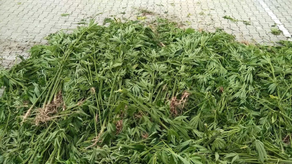 Ordu\'da Dere Kenarında Kenevir Tarlası