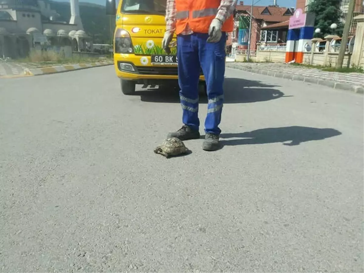 Temizlik Ekiplerinin Kaplumbağa Duyarlılığı