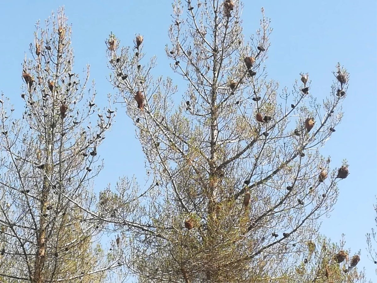 Uşak\'ta Ormanlar Çam Kese Böceği İstilasına Uğradı