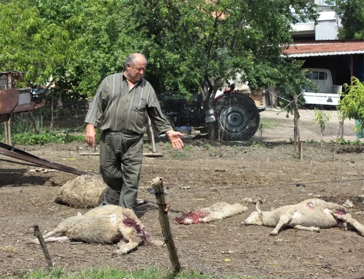 Aç Kalan Köpekler 5 Koyunu Telef Etti