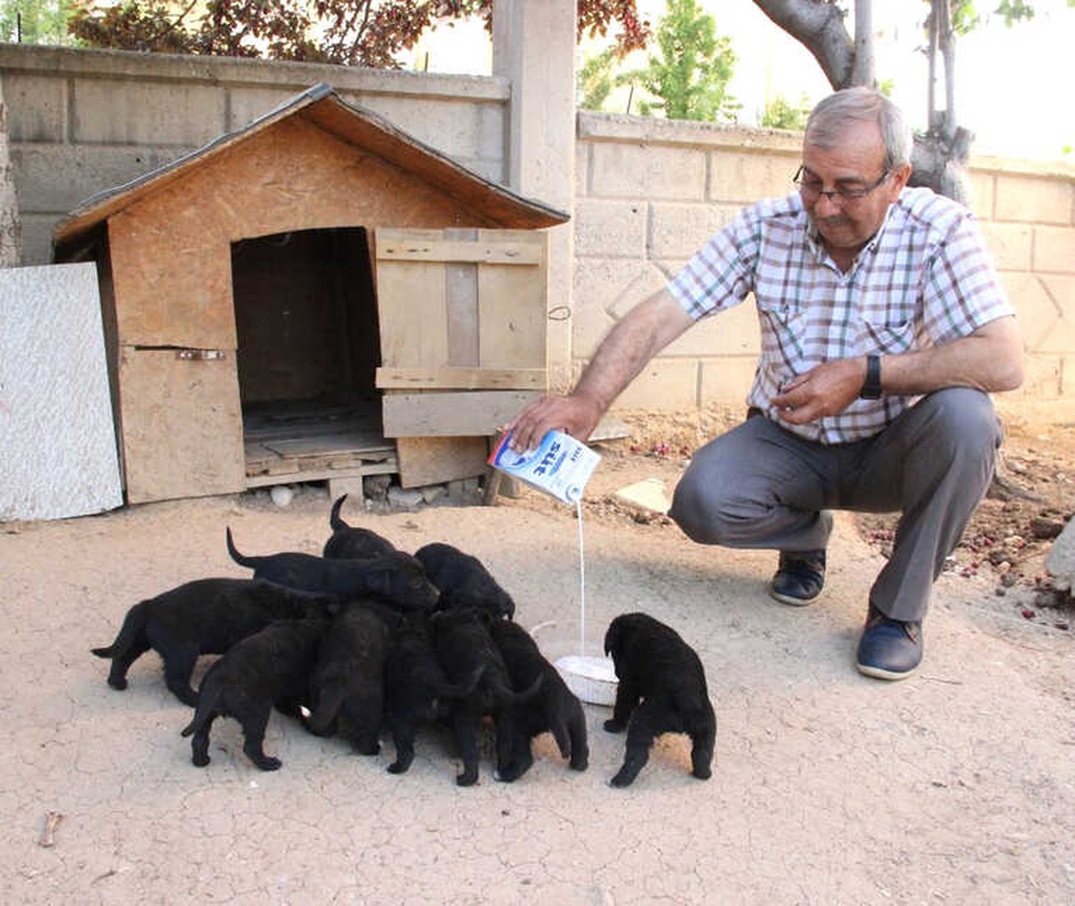 Anneleri Kaybolan 10 Yavru Köpeği Marketten Aldığı Sütle Beslemeye Çalışıyor